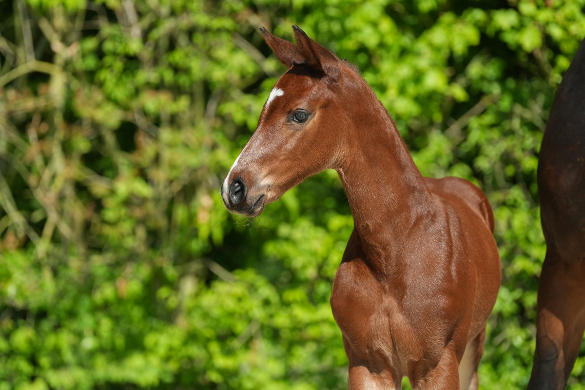 Aganix Du Seigneur × Andiamo Semilly