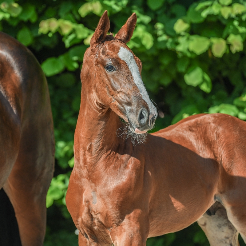 Aganix Du Seigneur × Andiamo Semilly
