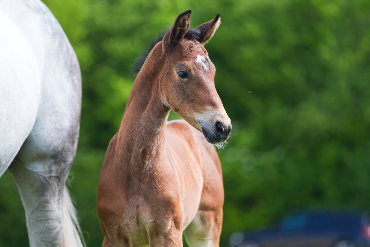 Aganix Du Seigneur × Andiamo Semilly
