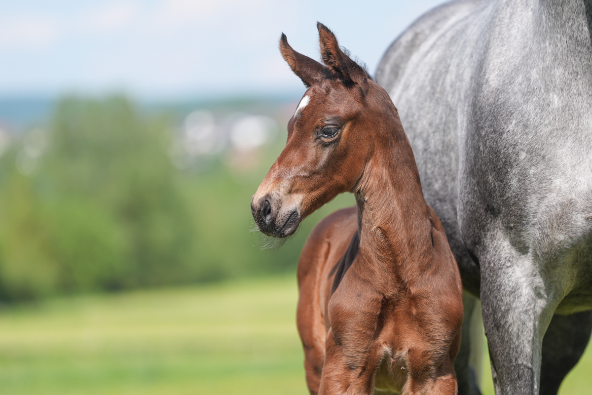Aganix Du Seigneur × Andiamo Semilly