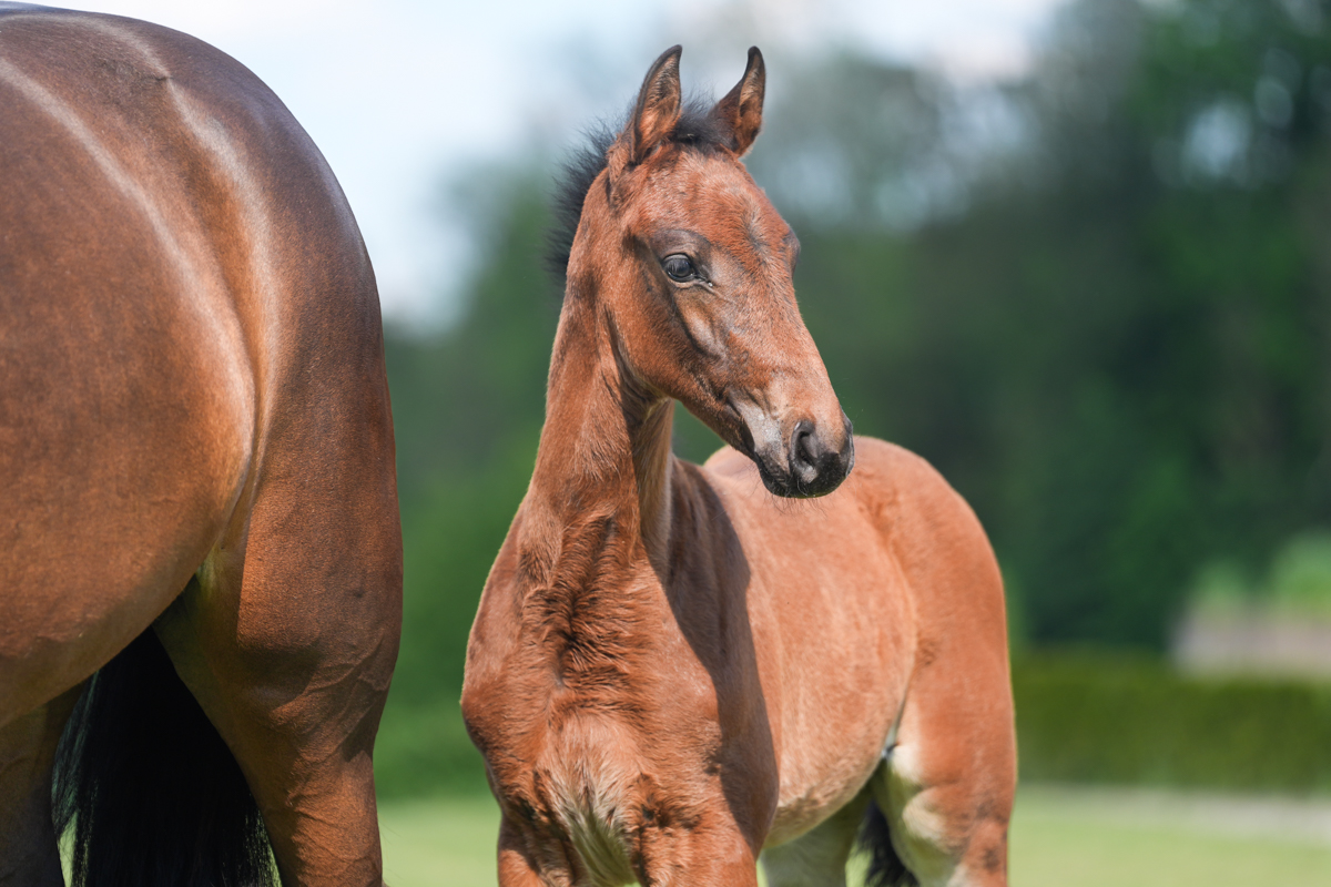 Aganix Du Seigneur × Andiamo Semilly