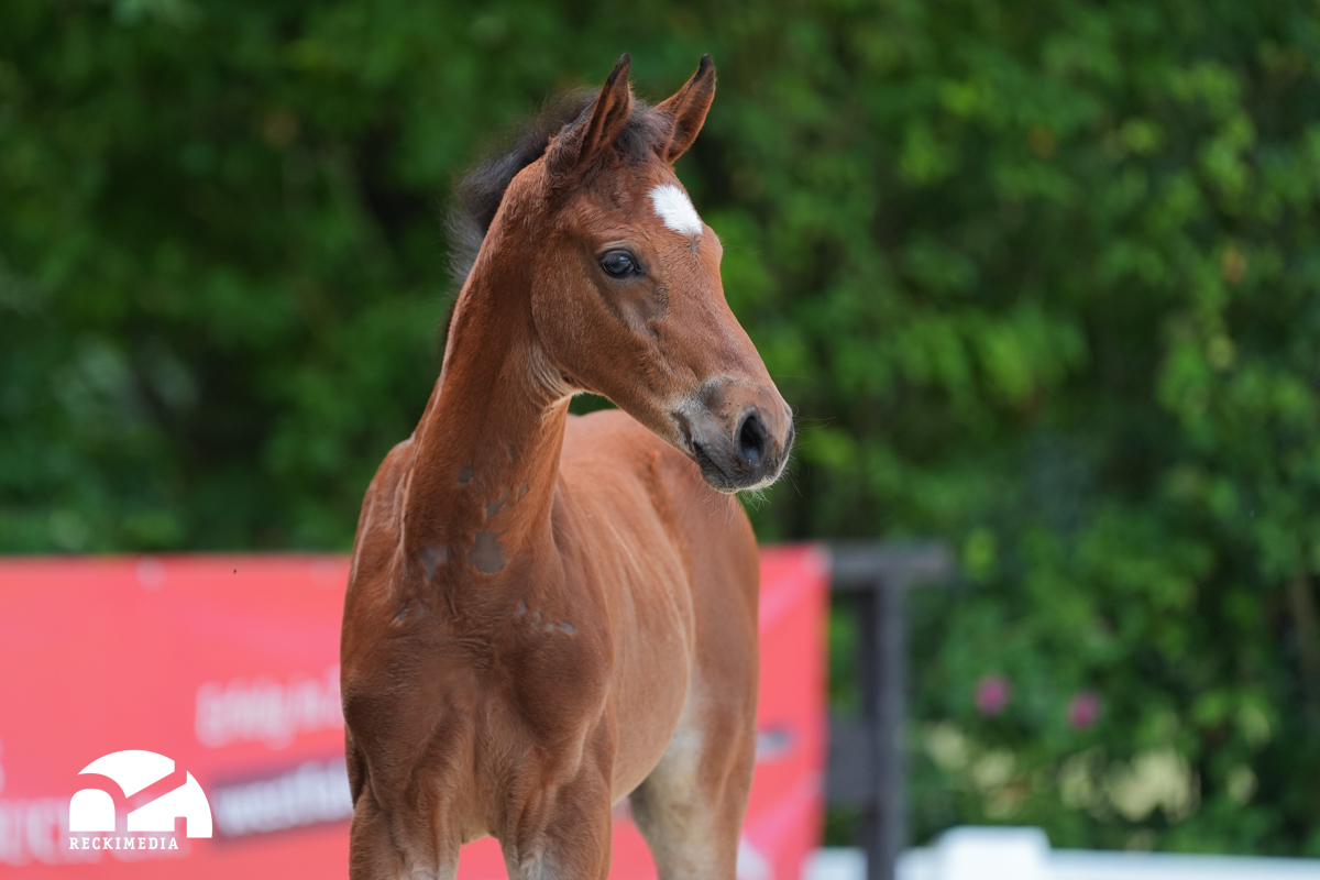 Aganix Du Seigneur × Andiamo Semilly