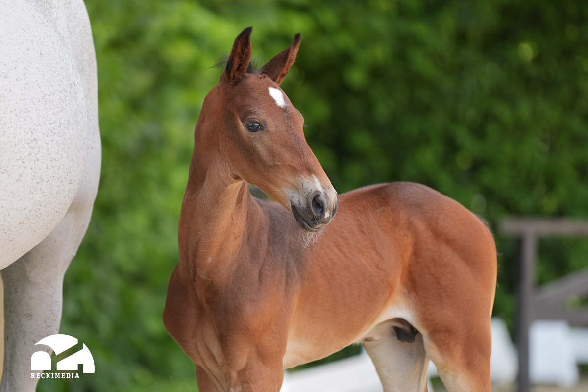 Don Diarado × Cardento | Fohlen 2024 | Global Foals