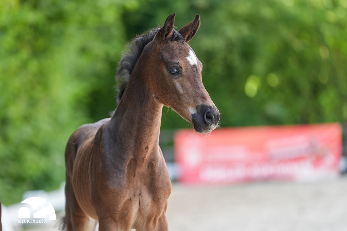 Sandro Junior × Cornet Obolensky