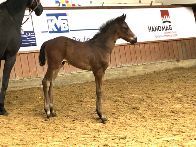 Fohlen Blue Hors Don Romantic × Fürst Heinrich