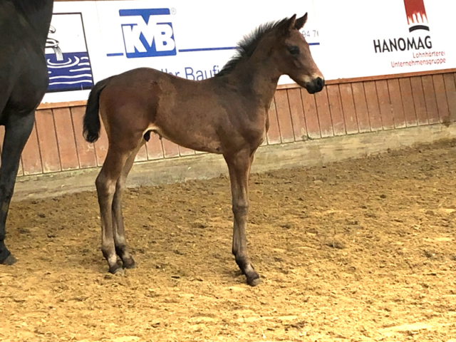 Fohlen Blue Hors Don Romantic × Fürst Heinrich