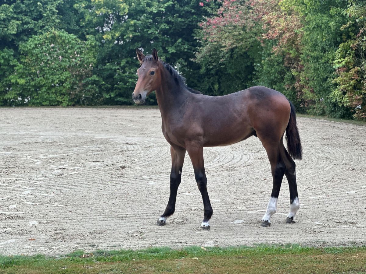 Emerald × Colbert GTI