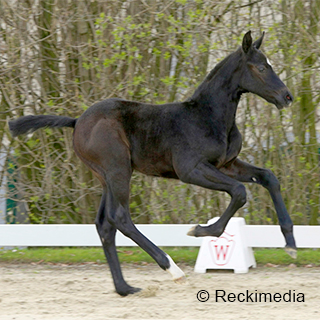 Cornet Obolensky × Diarado