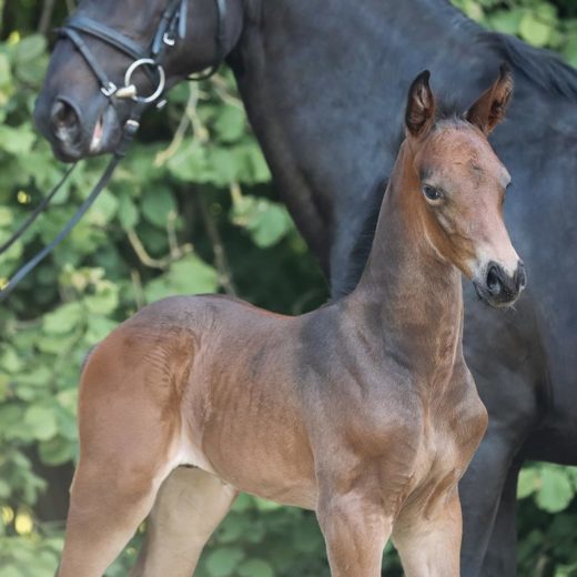 Cornet Obolensky × Diarado