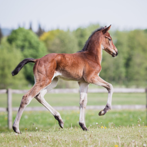 Cornet Obolensky × Quidam de Revel