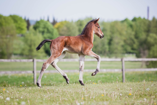 Cornet Obolensky × Quidam de Revel