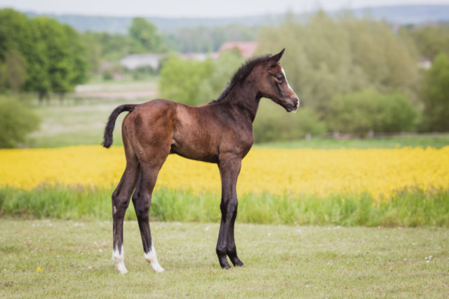 Cornet Obolensky × Nabab de Reve