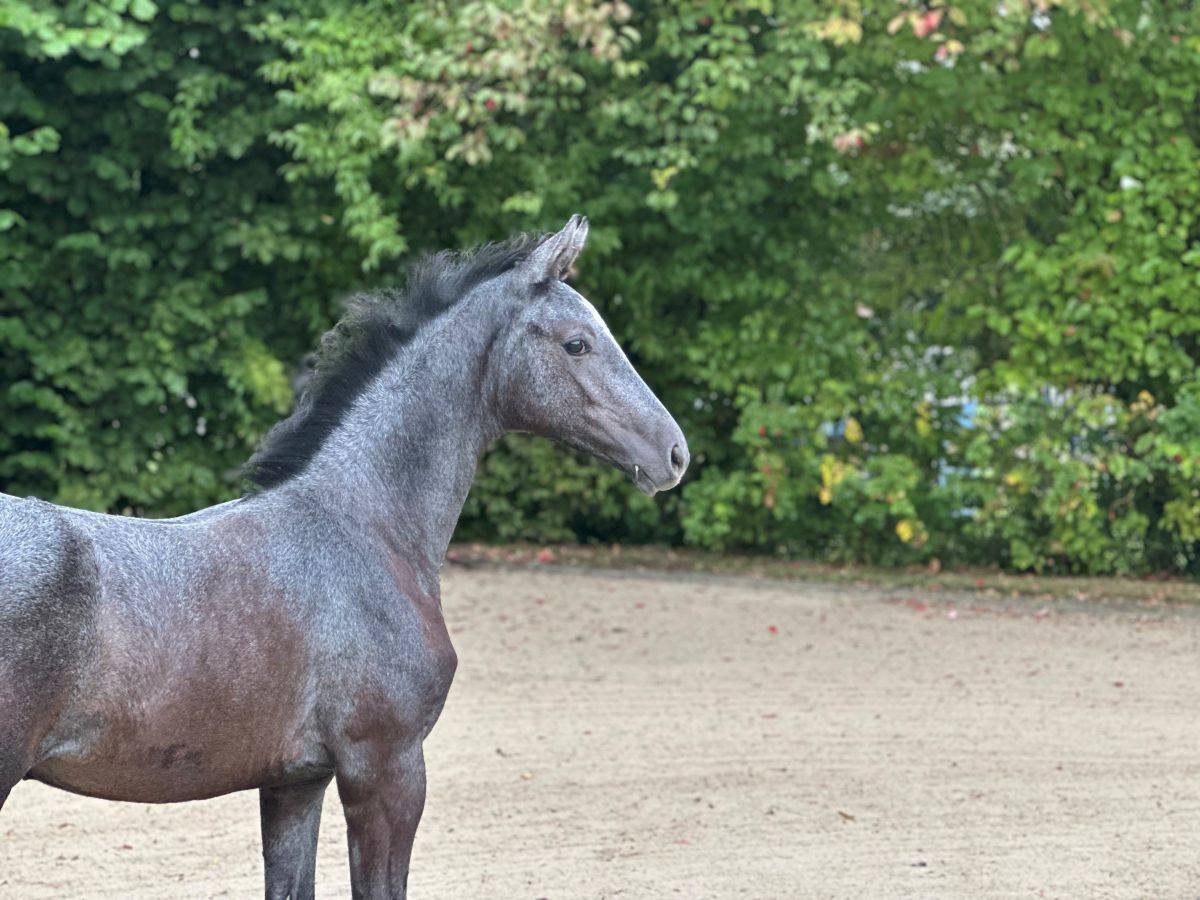 Diaron OLD x Sandro Boy