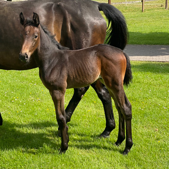 Cornet Obolensky × Diamant De Semilly