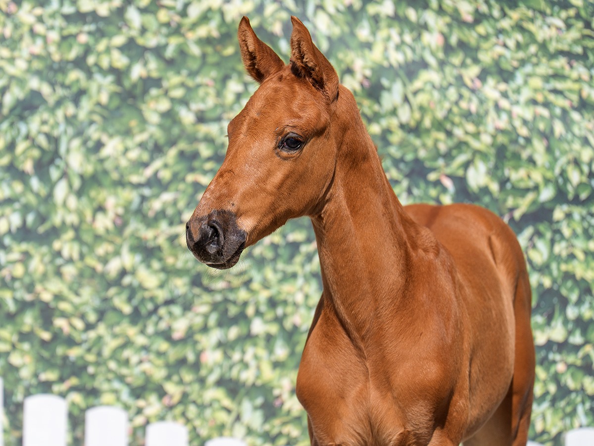 Emerald × Colbert GTI