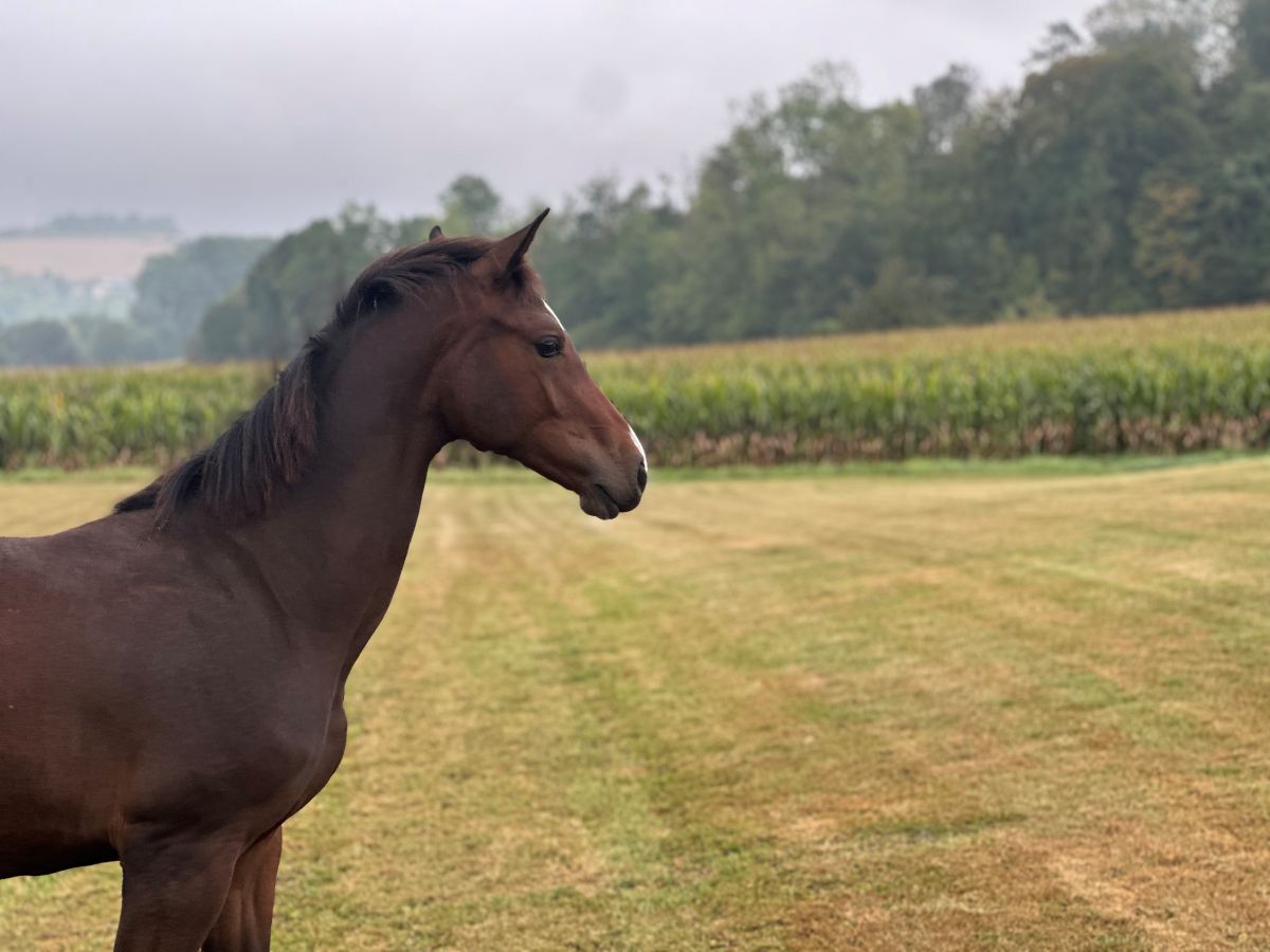 Emerald x Cornet Obolensky