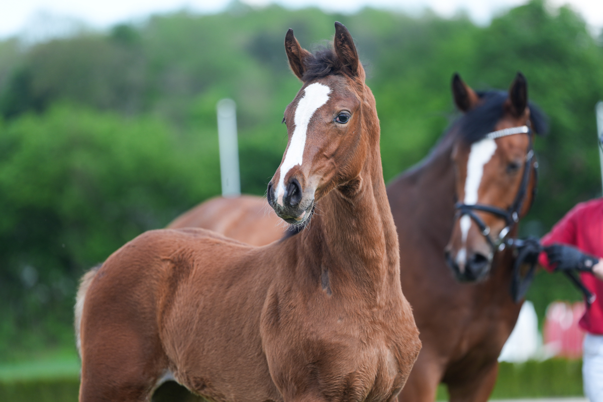 Aganix Du Seigneur × Andiamo Semilly