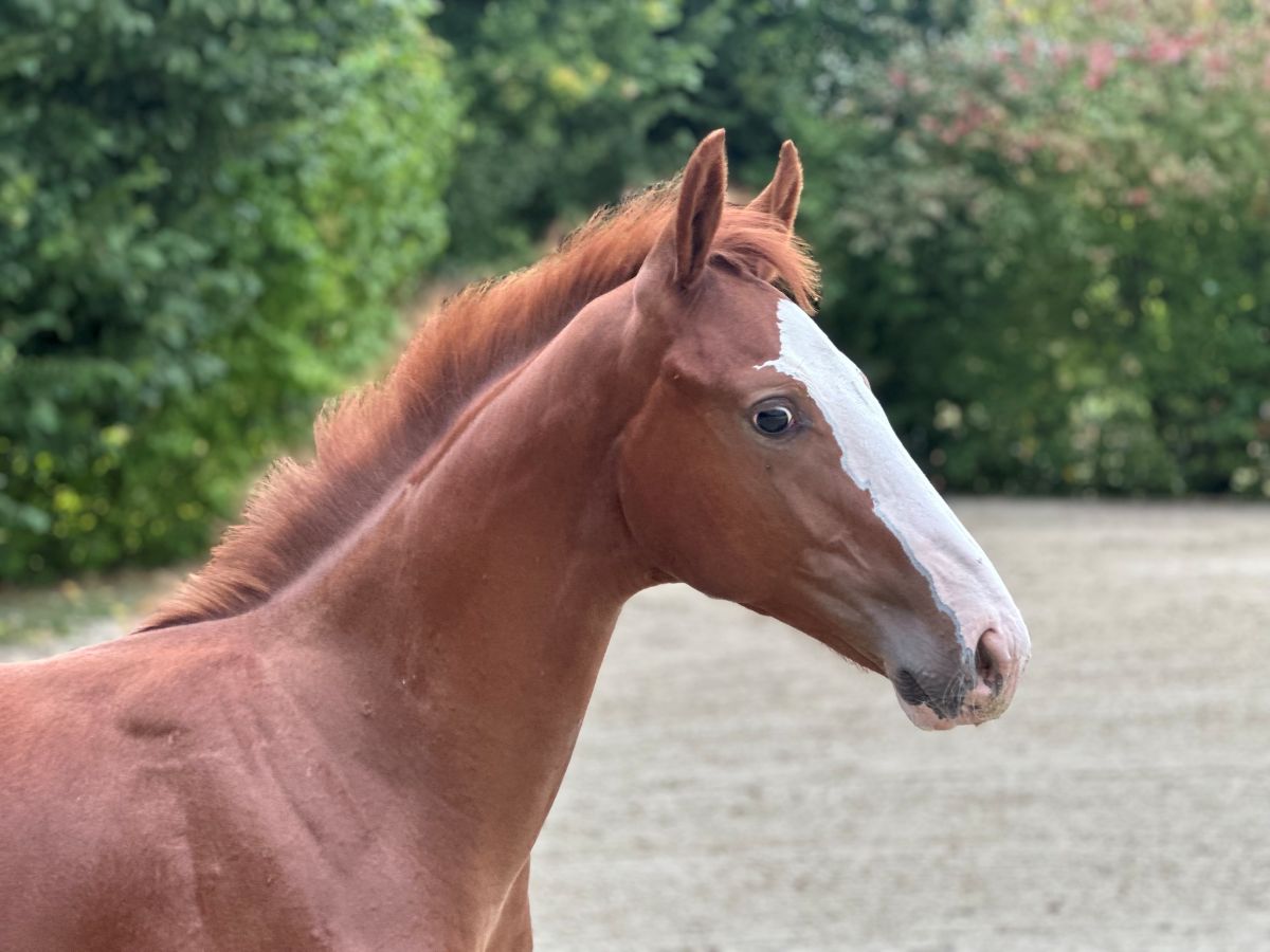 Ermitage Kalone x Action Breaker