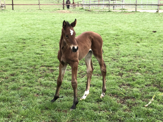 Fohlen Cornet Obolensky × Nabab de Reve, Mutter: Verb.Pr.St. Narnia de Reve