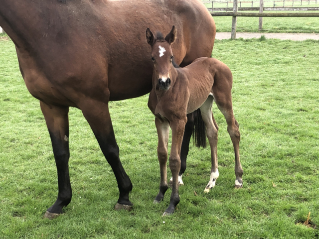 Fohlen Cornet Obolensky × Nabab de Reve, Mutter: Verb.Pr.St. Narnia de Reve