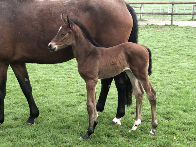 Fohlen Cornet Obolensky × Nabab de Reve, Mutter: Verb.Pr.St. Narnia de Reve