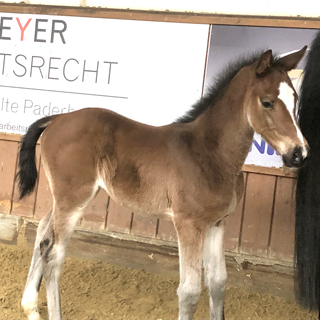 Fohlen Cornet Obolensky × Quidam de Revel