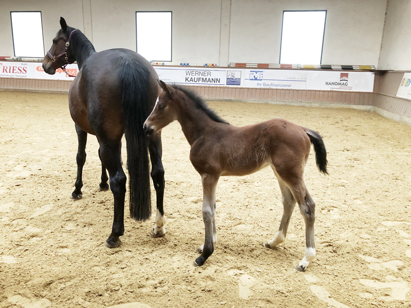 Fohlen Cornet Obolensky × Quidam de Revel, Mutter L.St.-Spr. & Verb.Pr.St. Que Sera