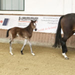 Fohlen Cornet Obolensky × Quidam de Revel, Mutter L.St.-Spr. & Verb.Pr.St. Que Sera