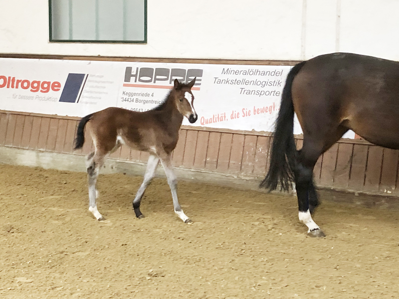 Fohlen Cornet Obolensky × Quidam de Revel, Mutter L.St.-Spr. & Verb.Pr.St. Que Sera