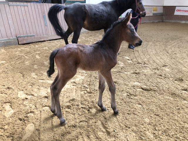 Fohlen Diamant De Semilly × Cornet Obolensky