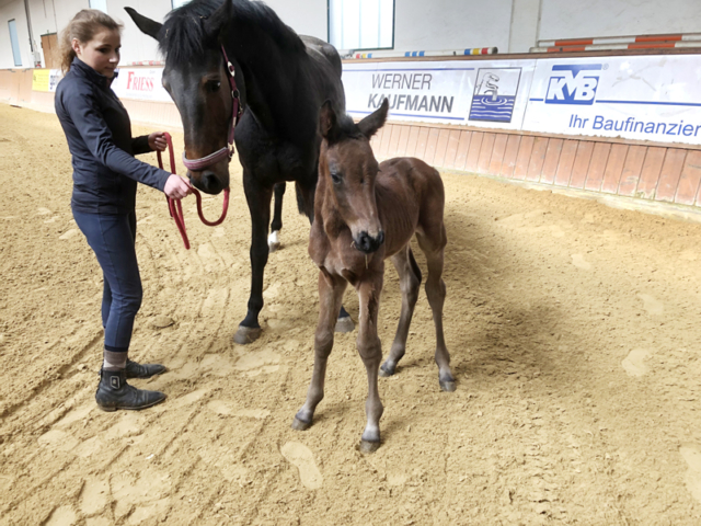 Fohlen Diamant De Semilly × Cornet Obolensky