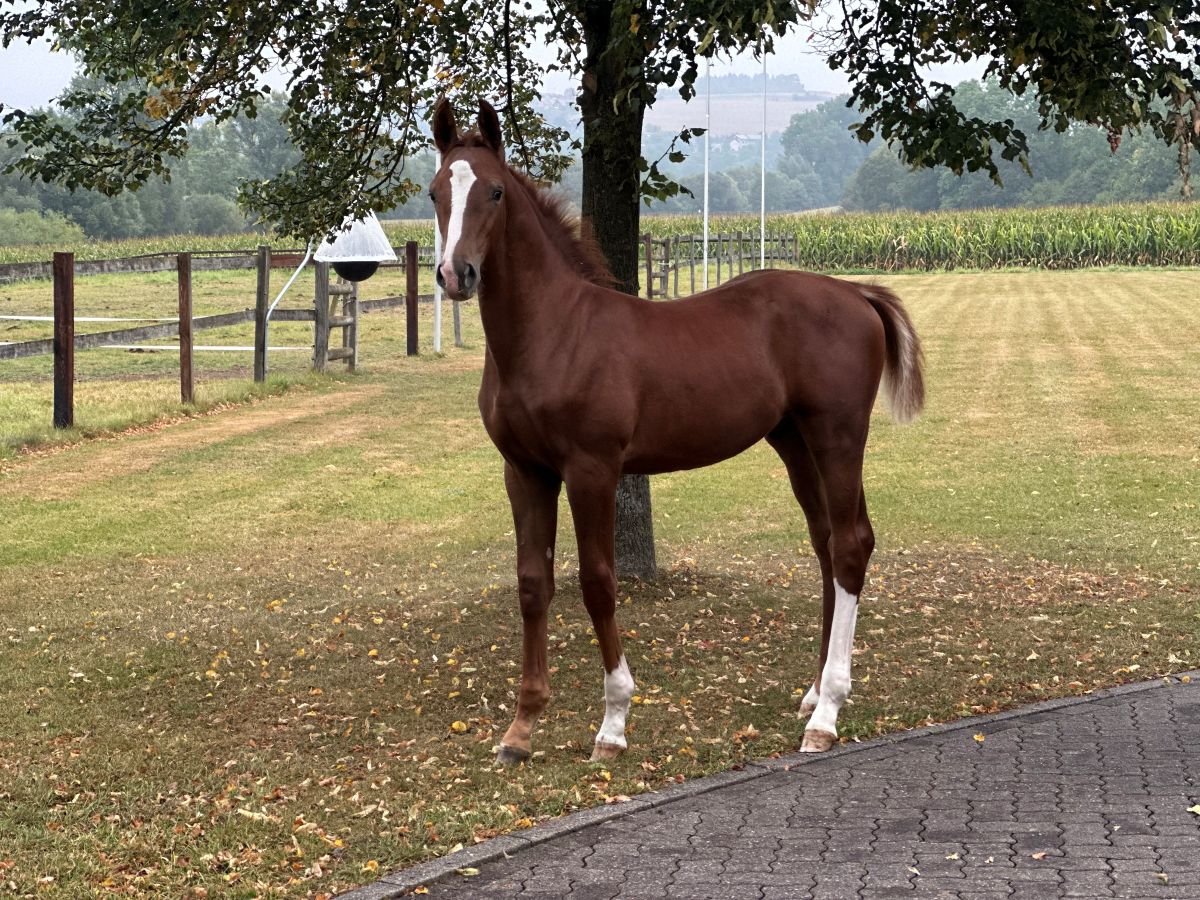 Emerald × Colbert GTI