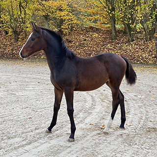 Cornet Obolensky × Calido I