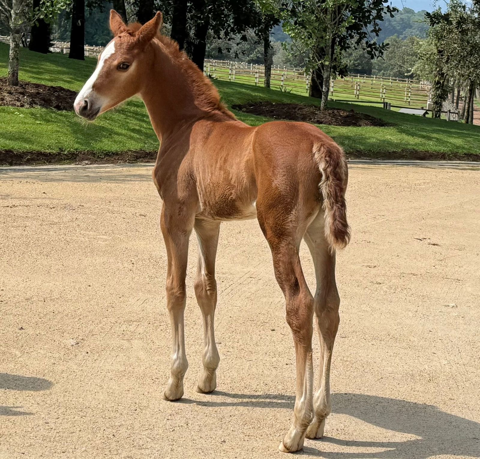 Zirocco Blue × Andiamo Semilly
