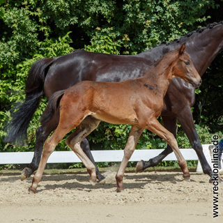 Fohlen Blue Hors Don Romantic × Fürst Heinrich