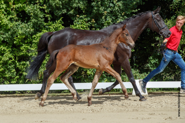 Fohlen Blue Hors Don Romantic × Fürst Heinrich