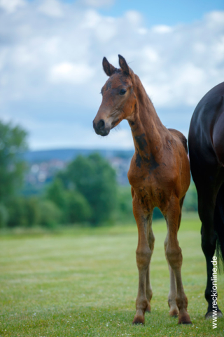 Fohlen Blue Hors Don Romantic × Fürst Heinrich