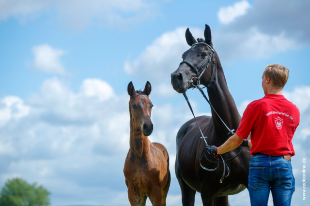 Fohlen Blue Hors Don Romantic × Fürst Heinrich