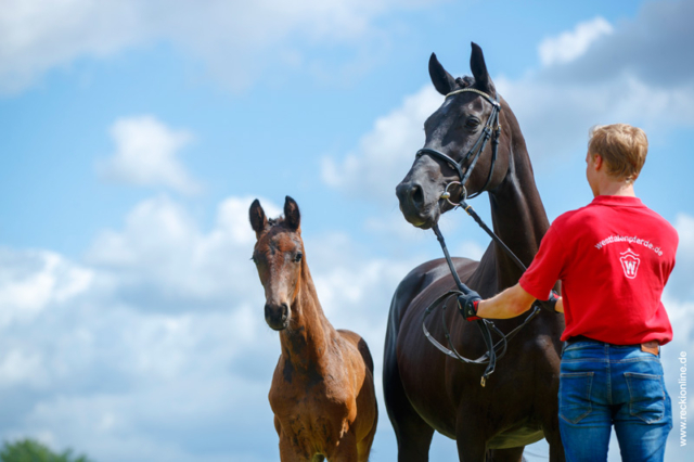 Fohlen Blue Hors Don Romantic × Fürst Heinrich