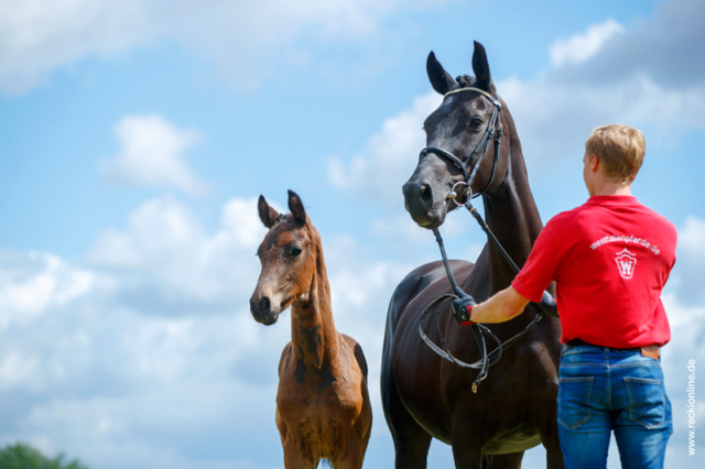 Fohlen Blue Hors Don Romantic × Fürst Heinrich