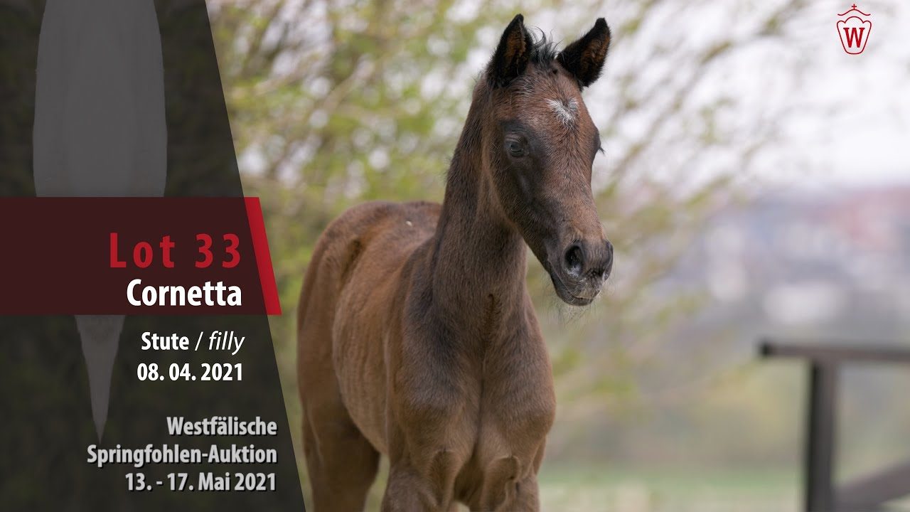 Quaprice × Colbert GTI Fohlen 2021 Global Foals