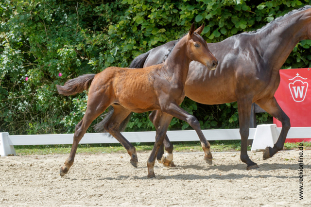 Fohlen Diamant De Semilly × Cornet Obolensky