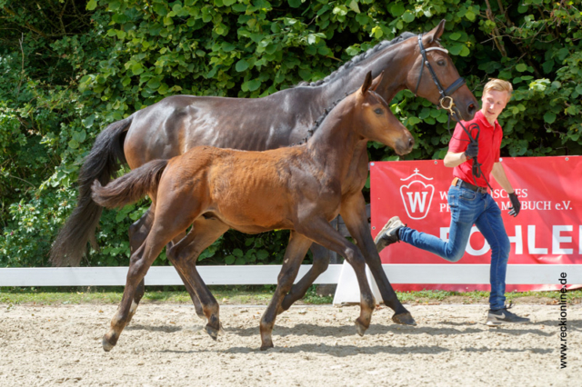 Fohlen Diamant De Semilly × Cornet Obolensky