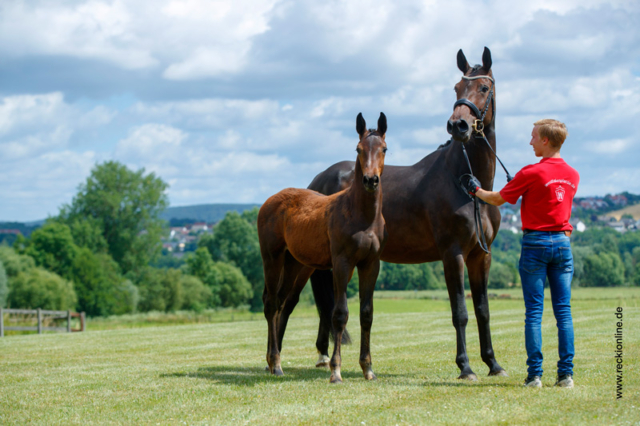 Fohlen Diamant De Semilly × Cornet Obolensky