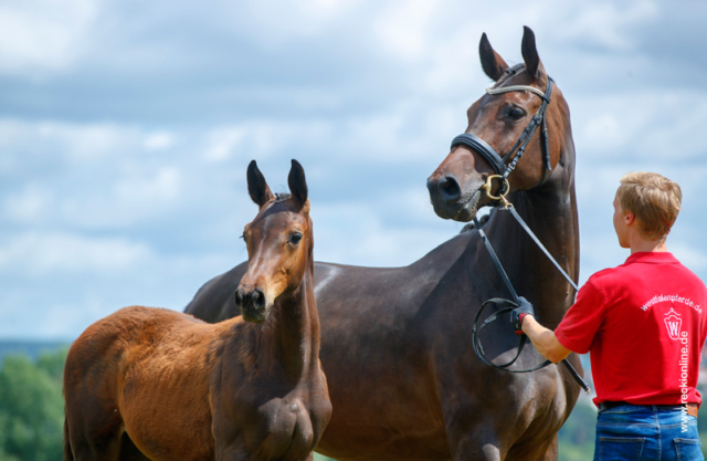 Fohlen Diamant De Semilly × Cornet Obolensky