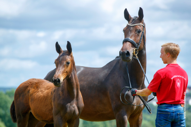 Fohlen Diamant De Semilly × Cornet Obolensky