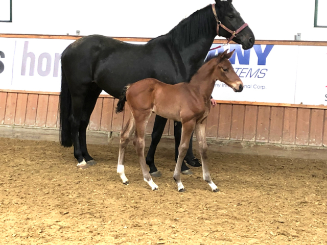 Fohlen Kannan × Diarado