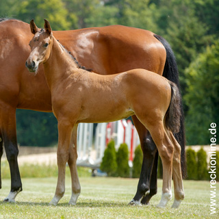 Fohlen Taloubet Z × Calido