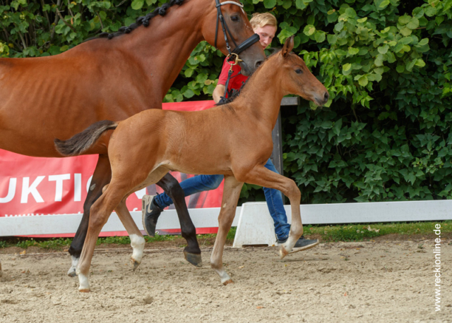 Fohlen Taloubet Z × Calido