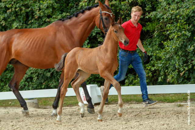 Fohlen Taloubet Z × Calido